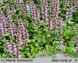 Ajuga reptans Rosea