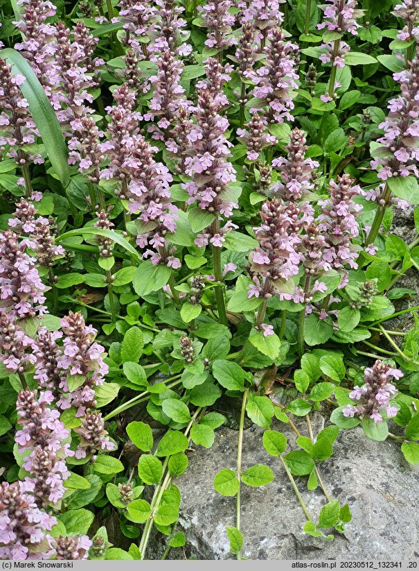 Ajuga reptans Rosea