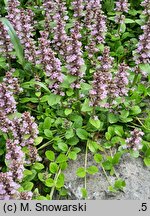 Ajuga reptans Rosea