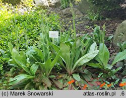Micranthes pensylvanica