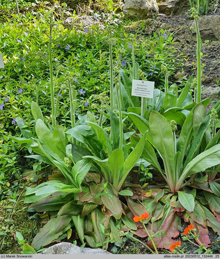 Micranthes pensylvanica