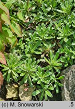 Saxifraga hostii (skalnica Hosta)