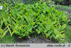 Convallaria majalis Albostriata