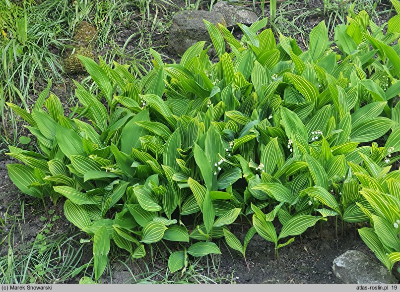 Convallaria majalis Albostriata