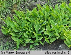 Convallaria majalis Albostriata