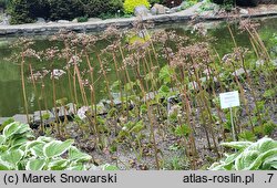 Darmera peltata (tarczownica tarczowata)