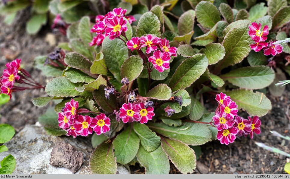 Primula vulgaris Dark Rosaleen
