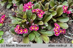 Primula vulgaris Dark Rosaleen