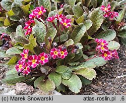 Primula vulgaris Dark Rosaleen
