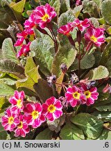 Primula vulgaris Dark Rosaleen