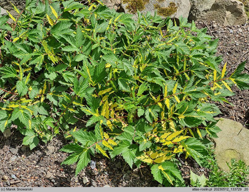 Filipendula ulmaria Variegata