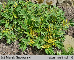 Filipendula ulmaria Variegata