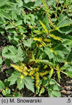 Filipendula ulmaria Variegata