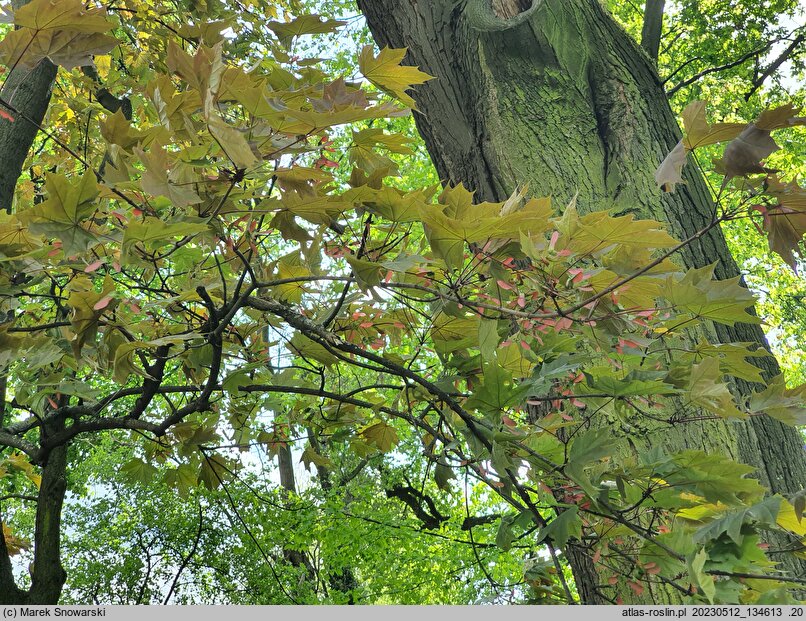 Acer platanoides Schwedleri