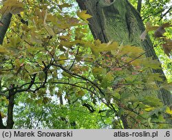 Acer platanoides Schwedleri