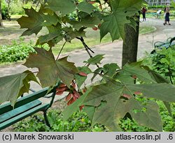 Acer platanoides Schwedleri
