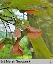 Acer platanoides Schwedleri