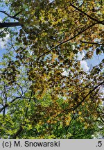 Acer platanoides Schwedleri
