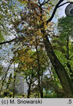 Acer platanoides Schwedleri