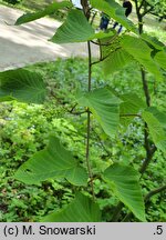Acer capillipes (klon hondoański)