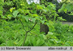 Acer capillipes (klon hondoański)