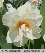 Narcissus White Lion