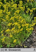 Erysimum helveticum (pszonak szwajcarski)
