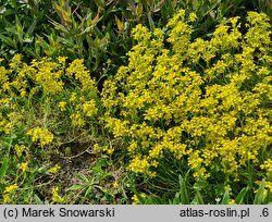 Erysimum helveticum (pszonak szwajcarski)
