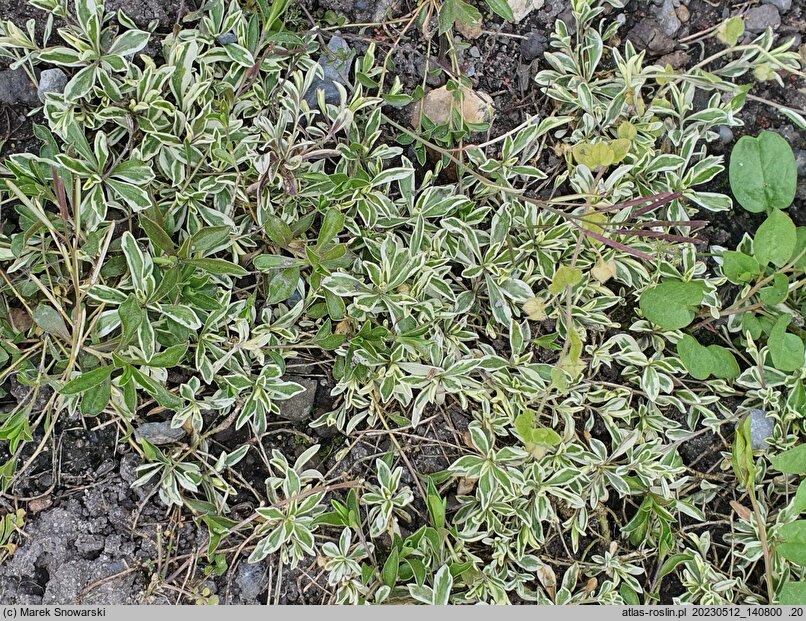Arabis procurrens Variegata
