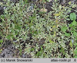 Arabis procurrens Variegata