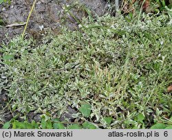 Arabis procurrens Variegata