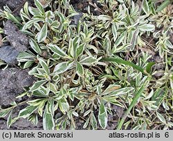 Arabis procurrens Variegata