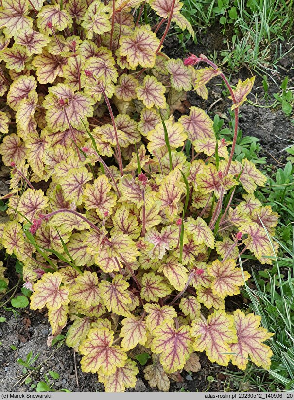 Heuchera Circus