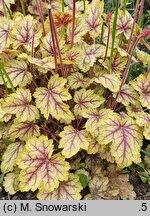 Heuchera Circus