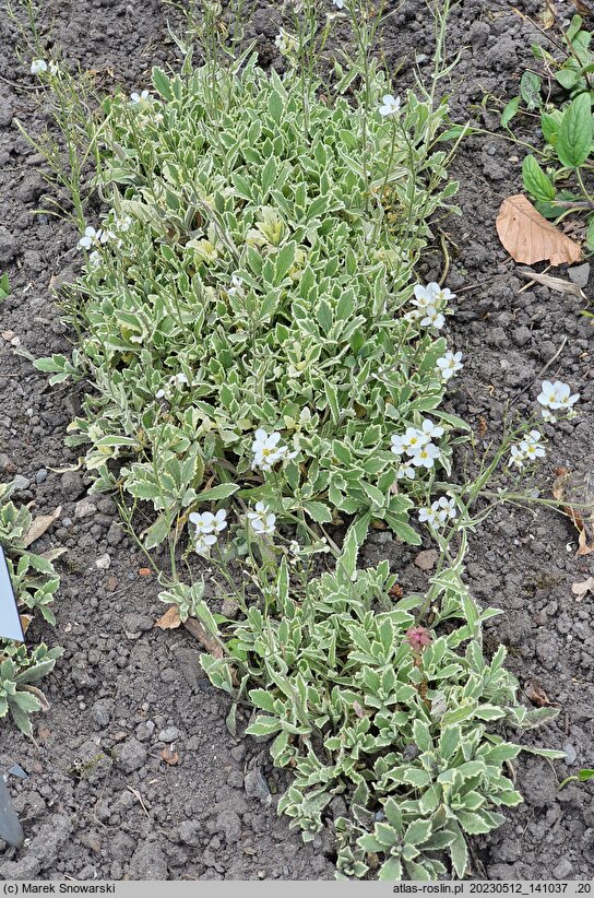 Arabis caucasica Variegata