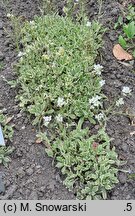 Arabis caucasica Variegata