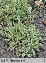 Arabis caucasica Variegata
