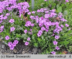 Phlox douglasii (płomyk Douglasa)