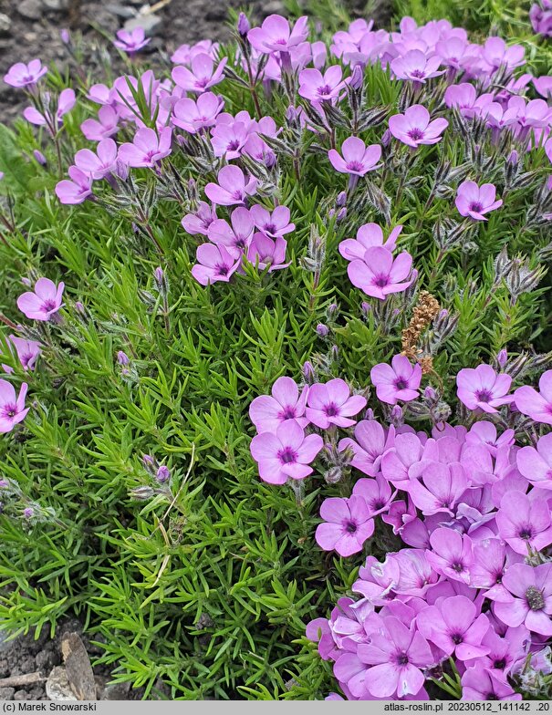 Phlox douglasii (płomyk Douglasa)