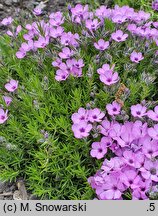 Phlox douglasii (płomyk Douglasa)