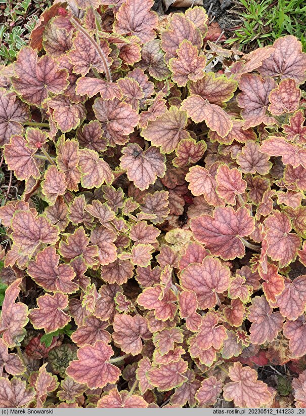 Heuchera Gauguin