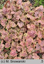 Heuchera Gauguin