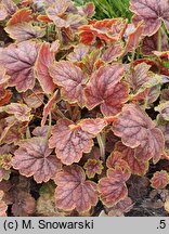 Heuchera Gauguin