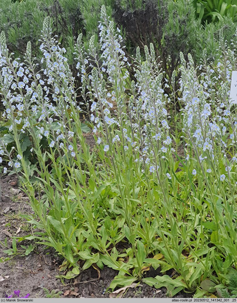 Veronica gentianoides (przetacznik goryczkowy)