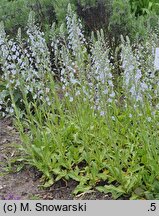 Veronica gentianoides (przetacznik goryczkowy)