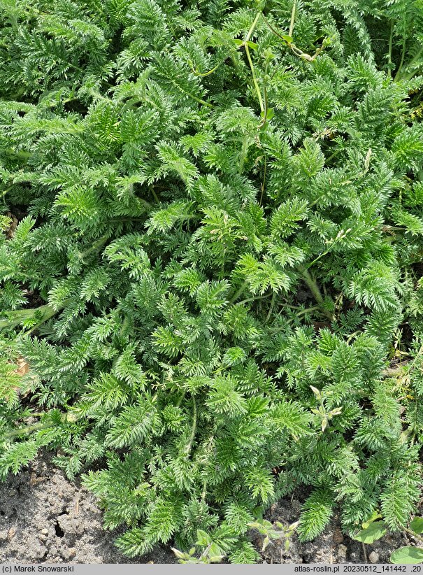 Acaena pinnatifida