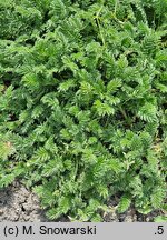 Acaena pinnatifida