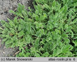 Acaena pinnatifida