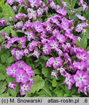 Primula sieboldii (pierwiosnek Siebolda)