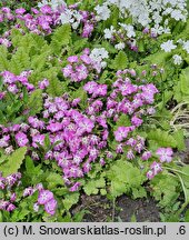 Primula sieboldii (pierwiosnek Siebolda)